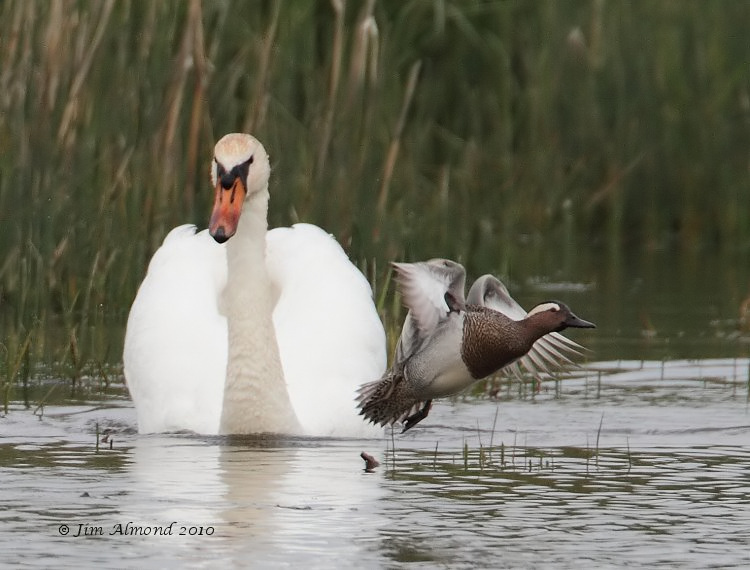 Garganey chased by swan Radipole 7 5 10  IMG_6413